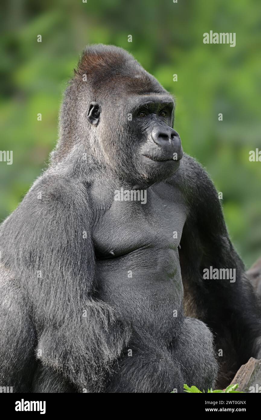 Western lowland gorilla (Gorilla gorilla gorilla), male, silverback ...