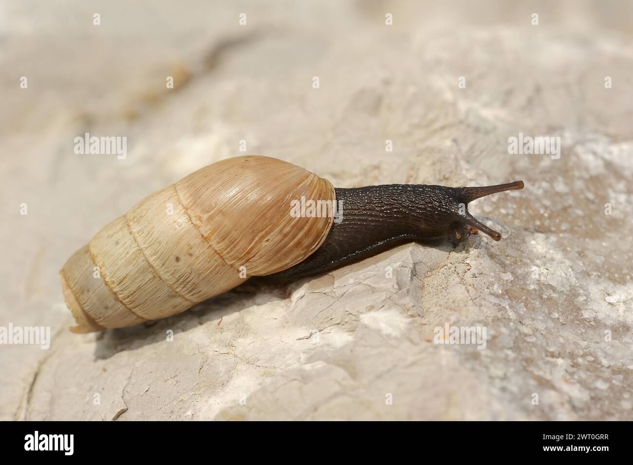 Decollate snail (Rumina decollata), Provence, Southern France Stock Photo