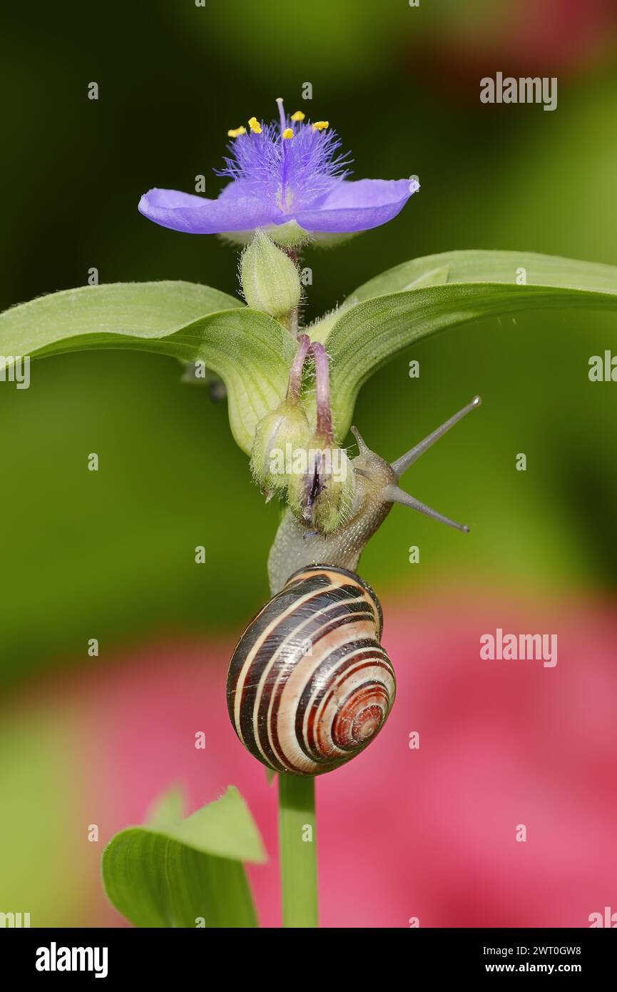 Grove snail (Cepaea nemoralis) on garden three-master flower (Tradescantia andersoniana), flower, ornamental plant, North Rhine-Westphalia, Germany Stock Photo