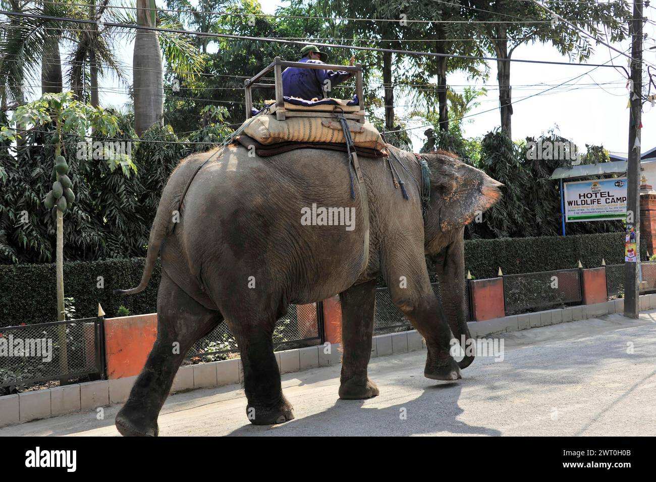 A mahout rides an elephant walking along a city street, Chitwan ...