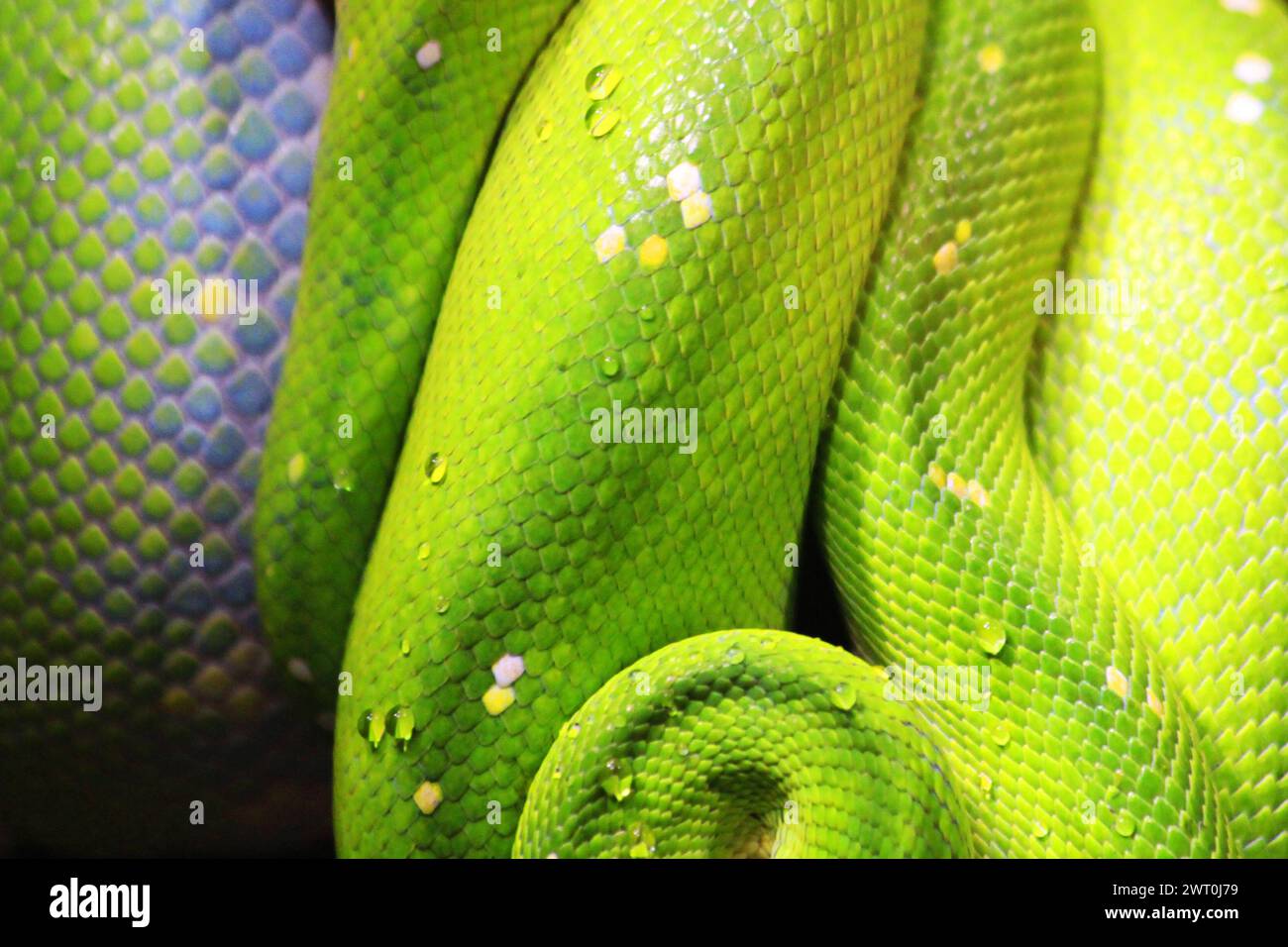 emerald tree boa (Corallus caninus) as very nice green snake Stock Photo