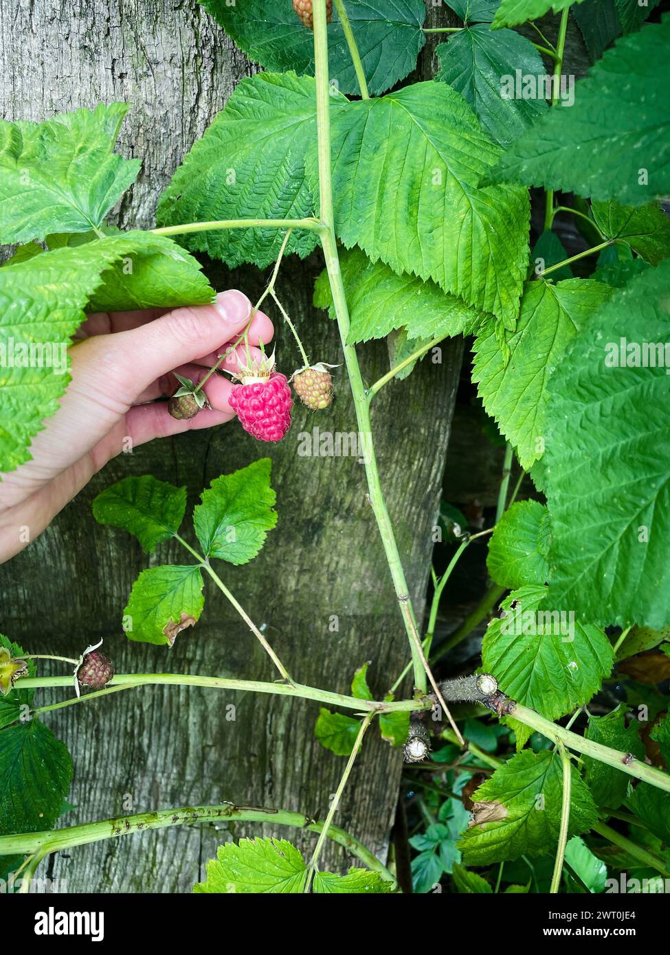 A person is holding a raspberry in their hand. The raspberry is red and ...