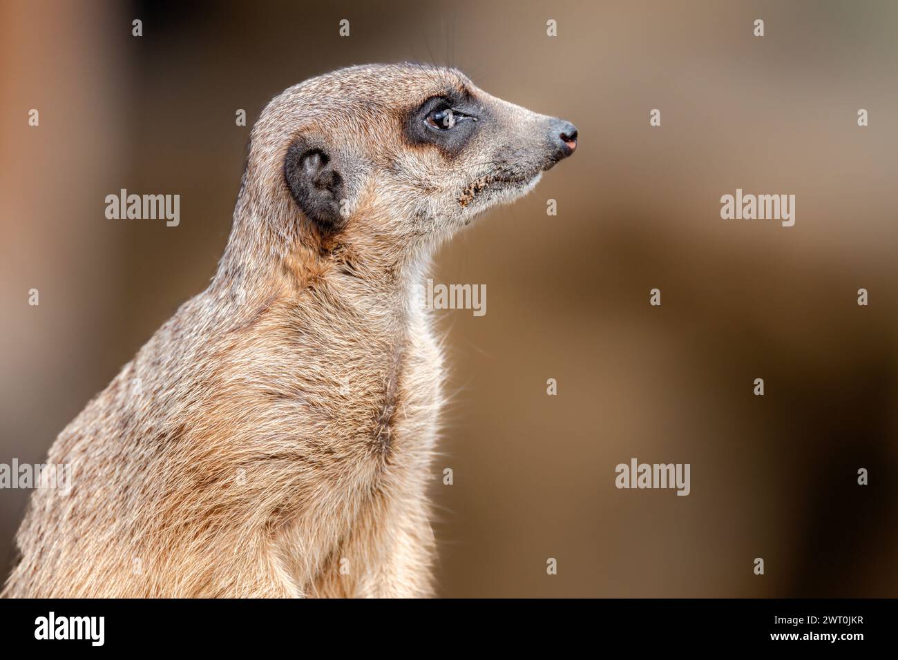 A meerkat standing in its natural habitat Stock Photo