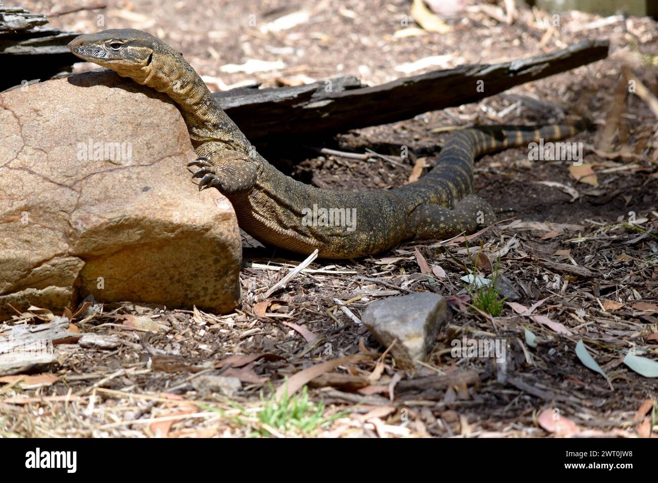 Rosenberg's monitor lizards have elongated head and neck, a relatively