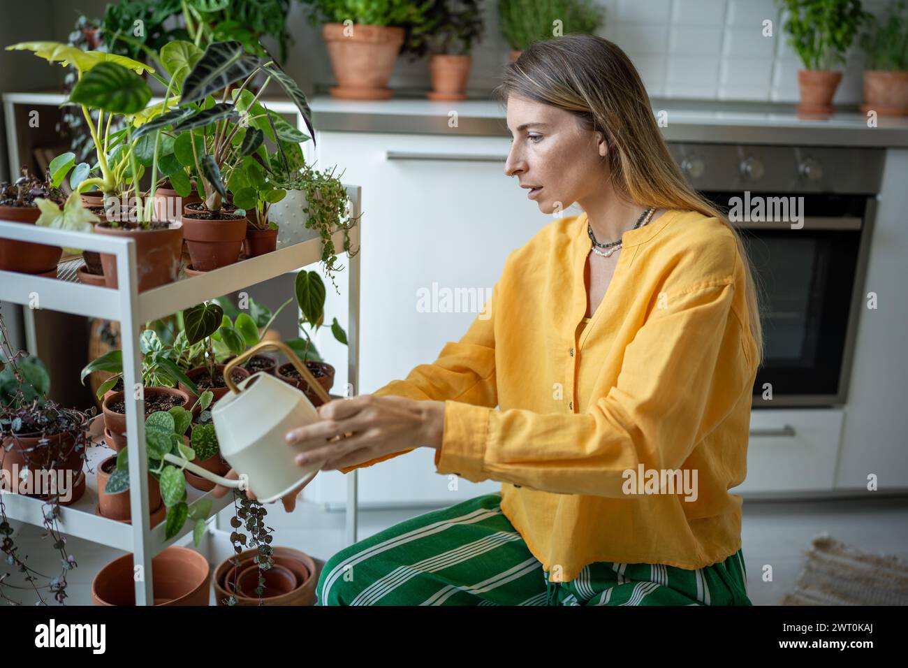 Focused young florist woman waters small indoor plants in flower pots with metal watering can Stock Photo