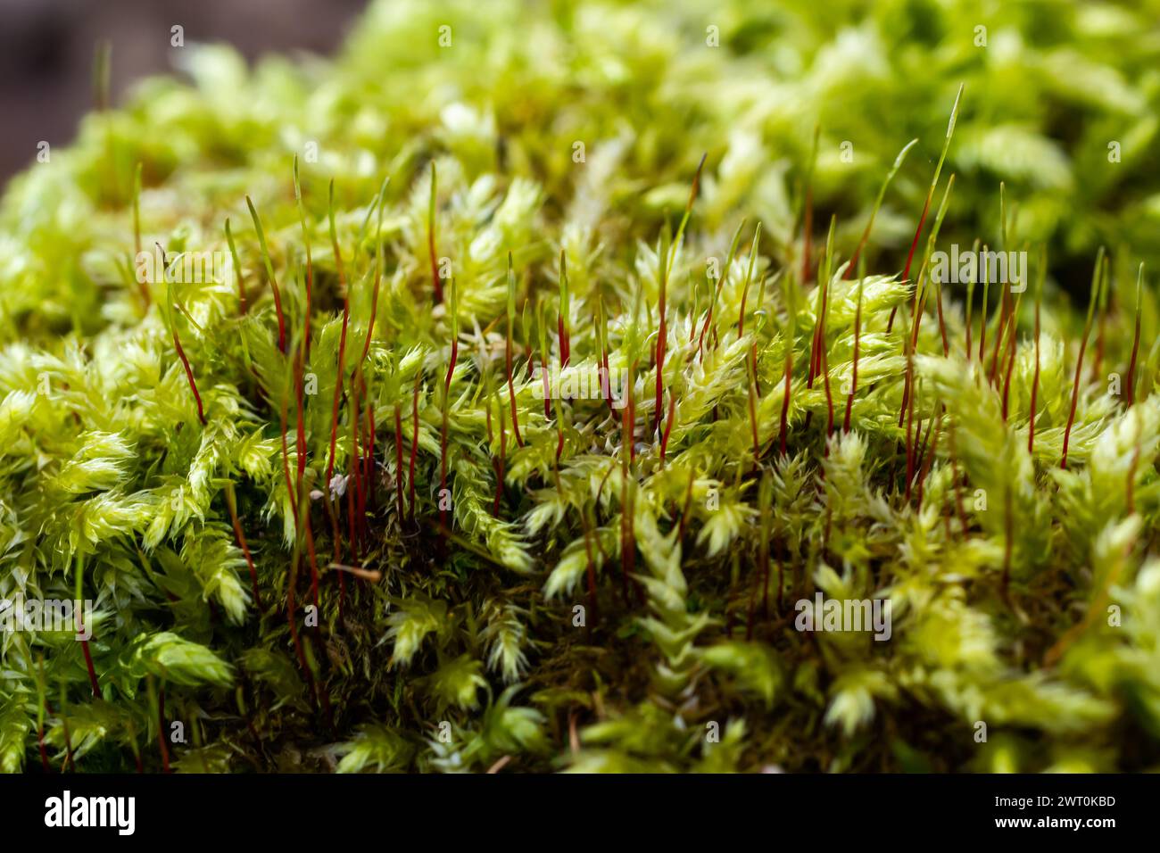 Precious drops of water from the morning dew covering an isolated plant of Ceratodon purpureus that is growing on the rock, purple moss, Burned ground Stock Photo