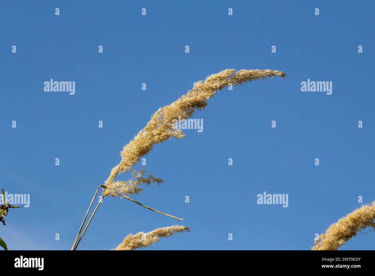 Inflorescence of wood small-reed Calamagrostis epigejos on a meadow. Stock Photo