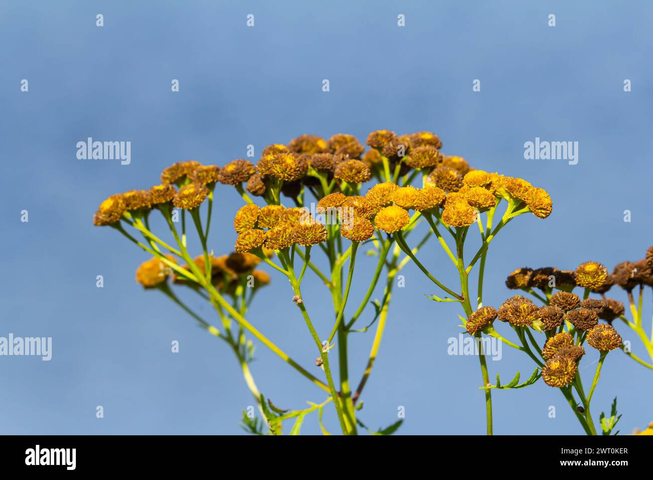Tansy is a perennial herbaceous flowering plant used in folk medicine. Stock Photo