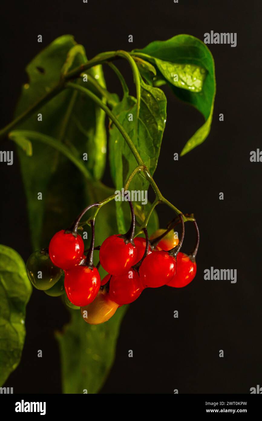 Red berries of woody nightshade, also known as bittersweet, Solanum dulcamara seen in August. Stock Photo