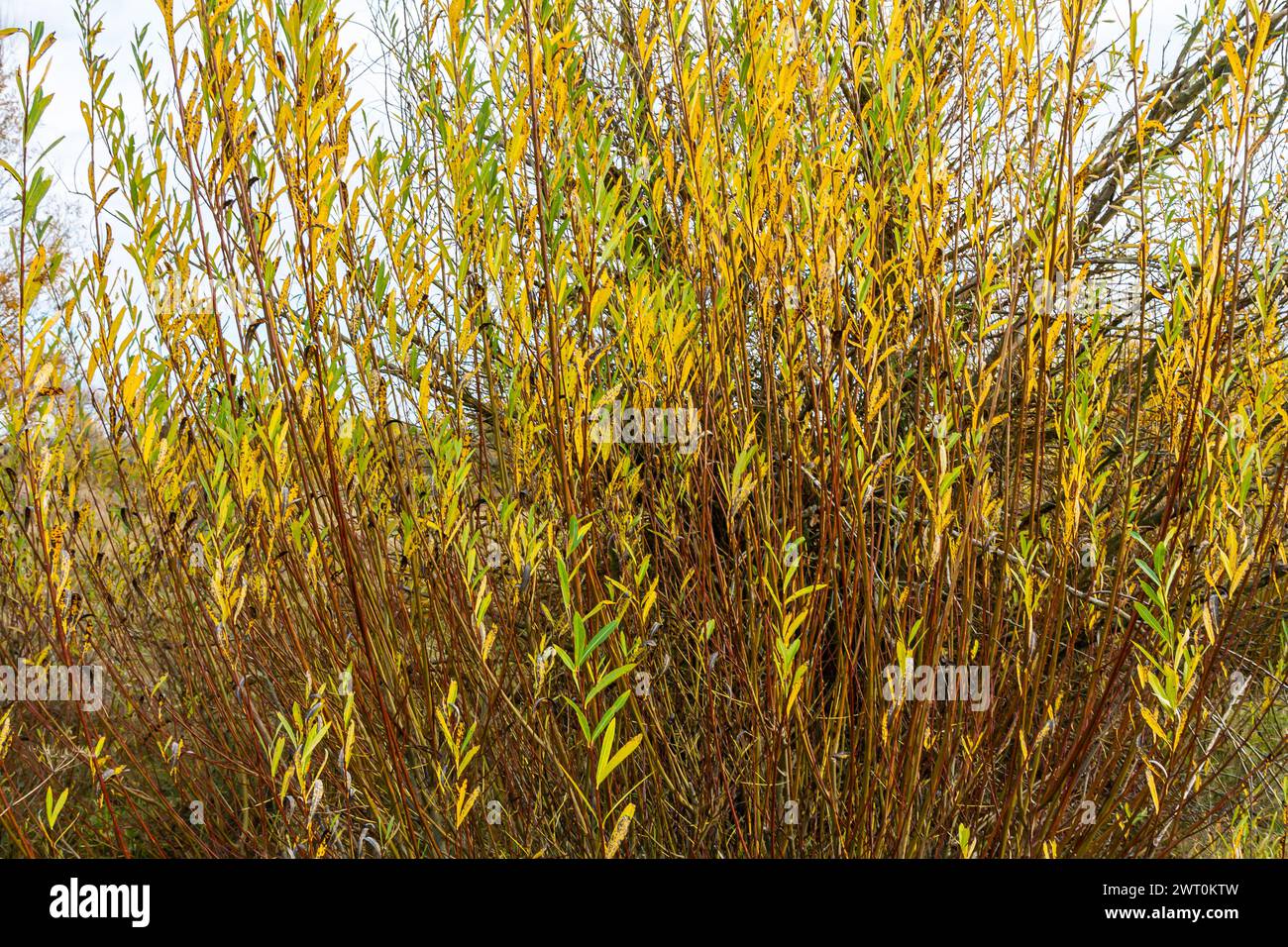 Salix purpurea purple willow or osier is a species of Salix native to most of Europe. Purple willow catkin, Salix purpurea. Stock Photo