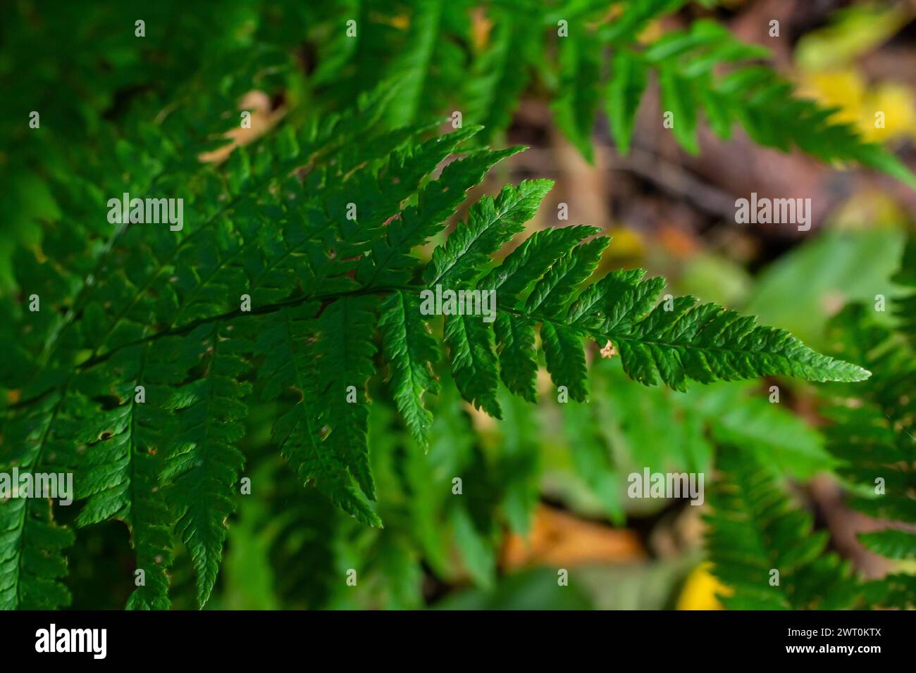 Green leaves of a young fern in spring and early morning under the bright sun. Stock Photo