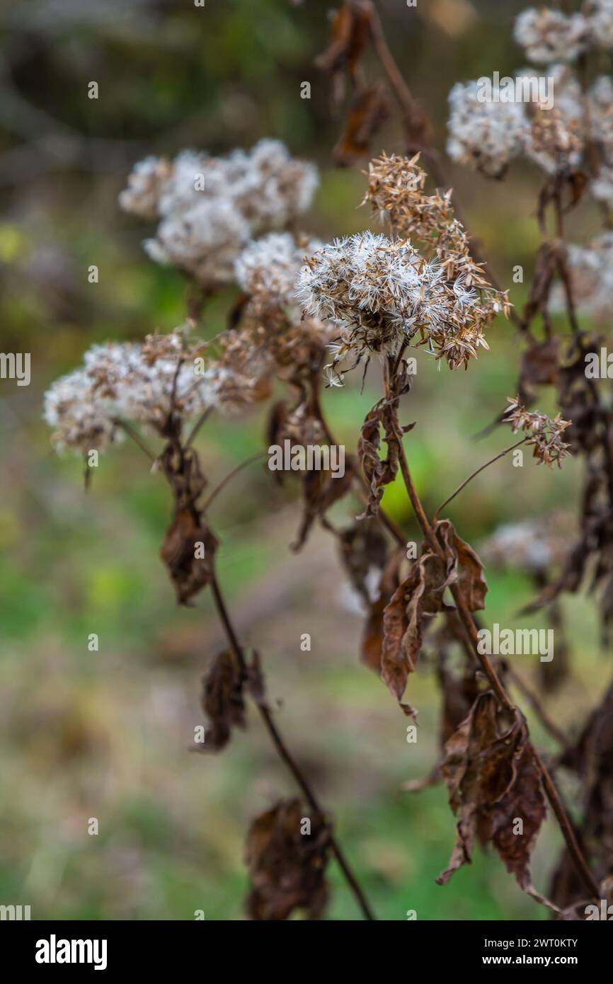 Fluffy white seeds of hemp-agrimony, selective focus - Eupatorium cannabinum. Stock Photo