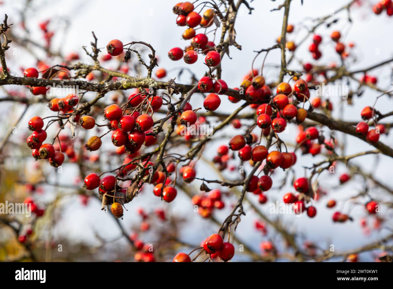 Hawthorn red berries grow on a bush Stock Photo - Alamy