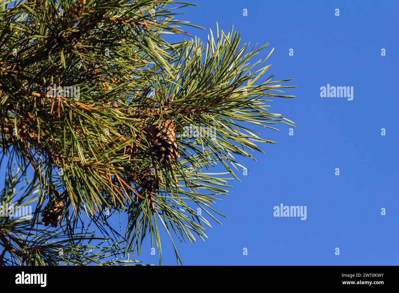 Close-up on a pretty pine cone hanging from its branch and surrounded by its green thorns. Pine cone, pine thorns, pine branch and blue sky. Stock Photo