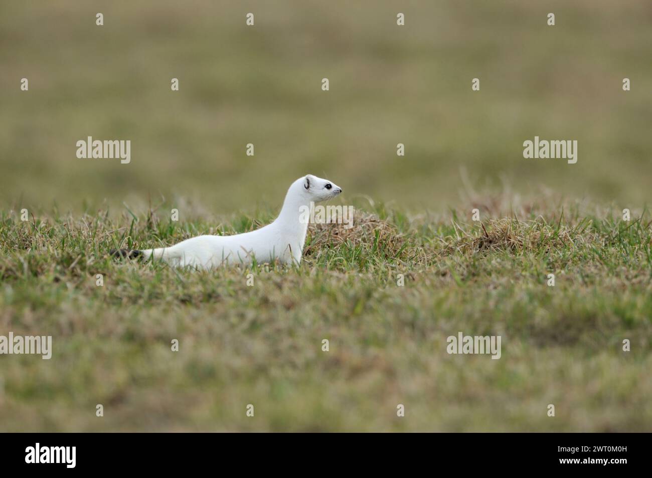 on the hunt... Ermine / Stoat ( Mustela erminea ) in white winter coat on a pasture, meadow, native animal, wildlife, Europe. Stock Photo