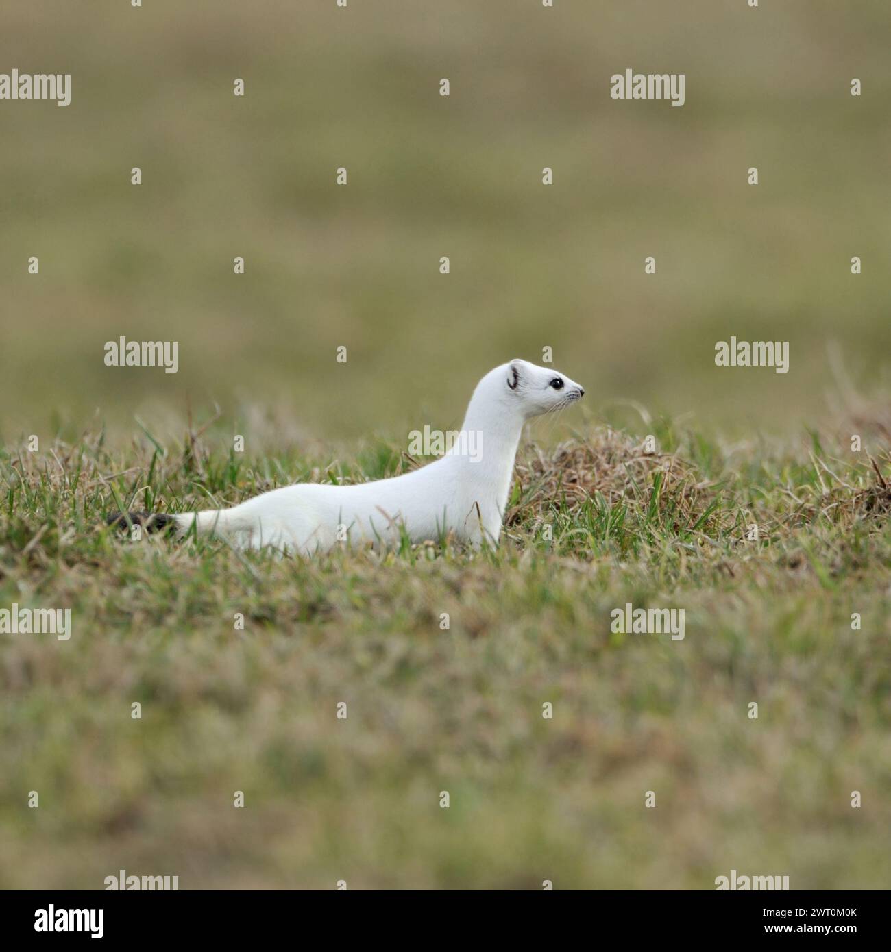 on the hunt... Ermine / Stoat ( Mustela erminea ) in white winter coat on a pasture, meadow, native animal, wildlife, Europe. Stock Photo