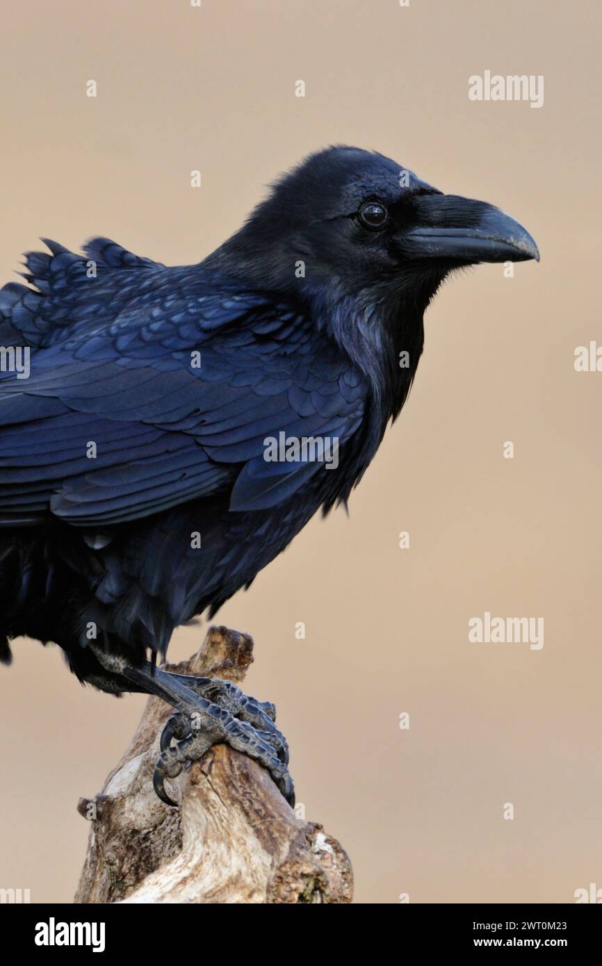 Common Raven ( Corvus corax ) perched on its favourite lookout in front of a clean background, heaviest passerine bird, huge native bird, wildlife, Eu Stock Photo