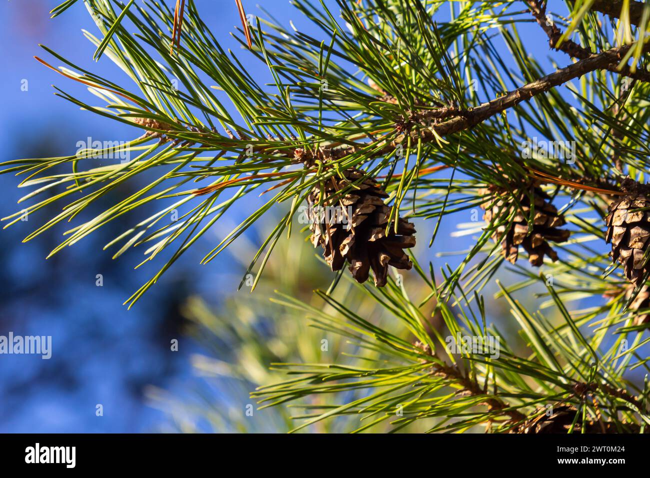 Close-up on a pretty pine cone hanging from its branch and surrounded by its green thorns. Pine cone, pine thorns, pine branch and blue sky. Stock Photo