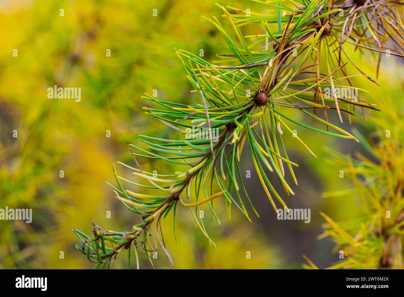 Yellow larch branch with a pine cone in autumn in a wet forest. Stock Photo
