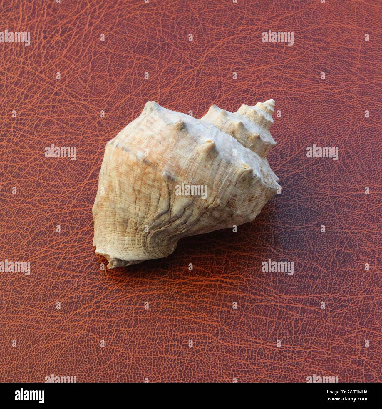 Stripe Conch Shell On Brown Leather Surface Square Stock Photo Stock Photo