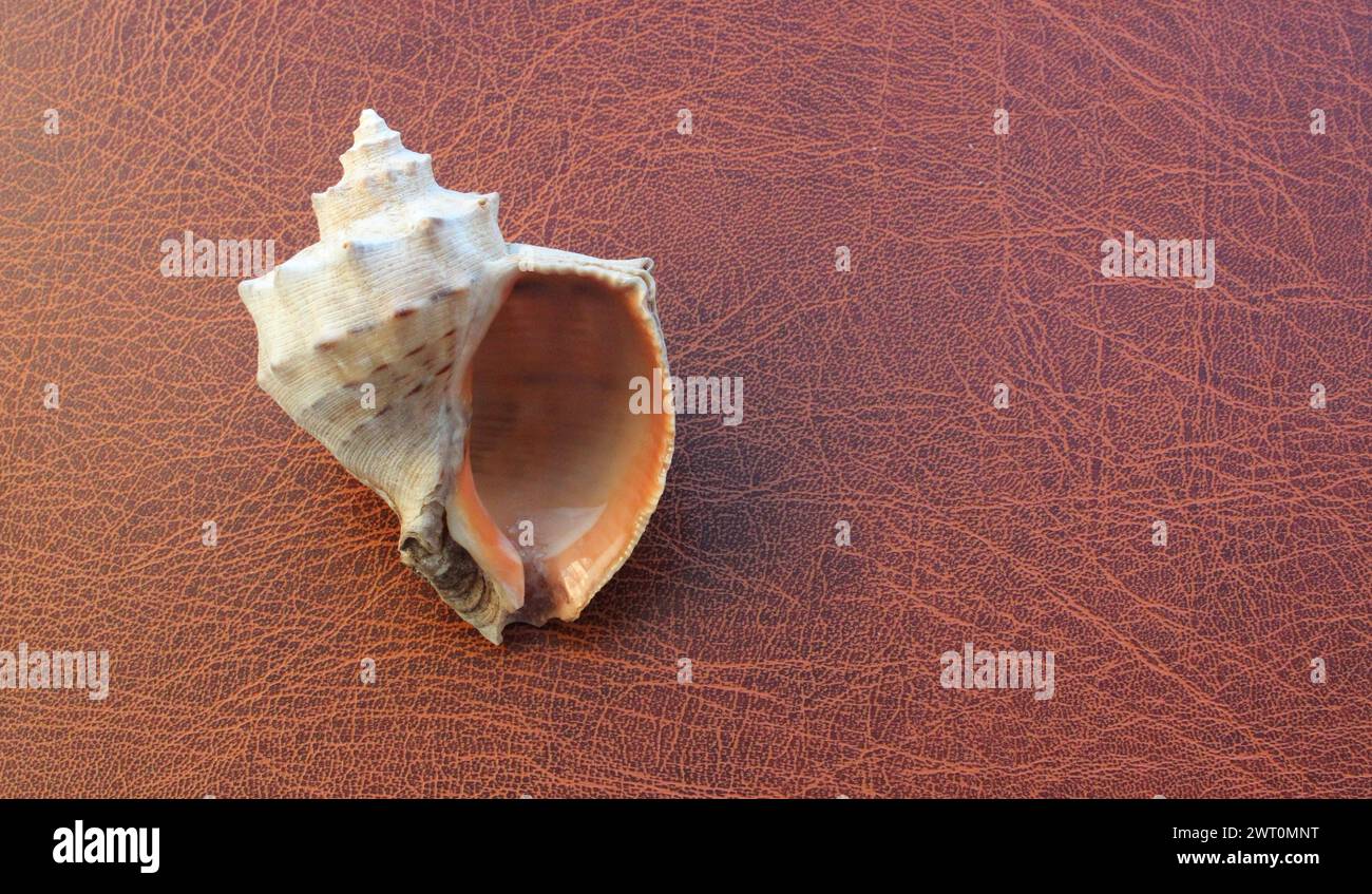 Conch Sea Shell With Pearlescent Surface Of Inner Side On Leather Background Stock Photo