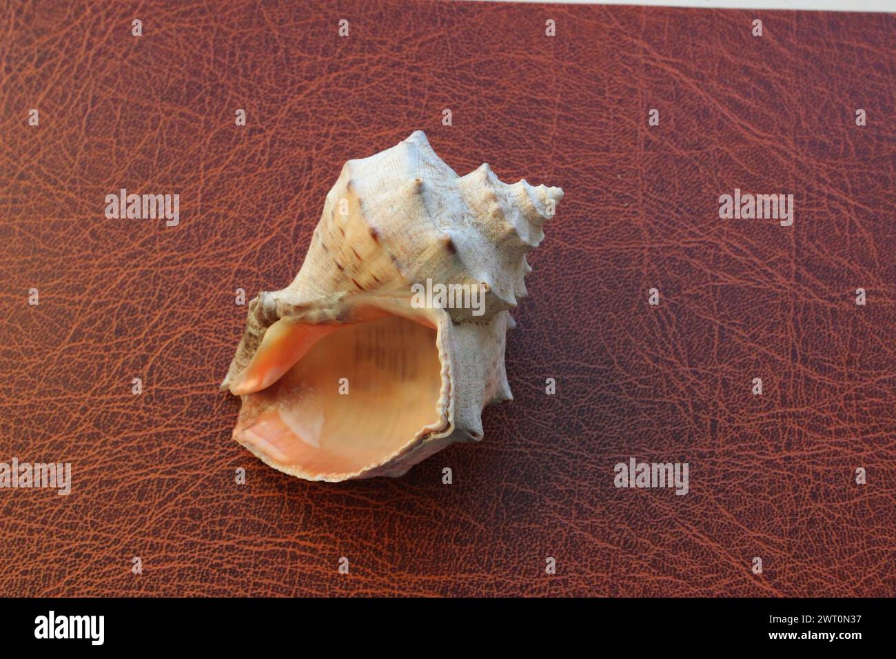 Sound of waves image.  Inner side of a sea shell lying on leather surface Stock Photo