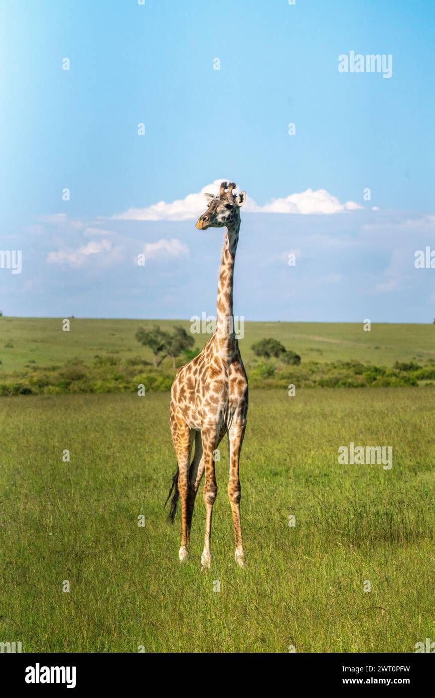 A young giraffe standing alone in the Maasai Mara in Kenya Stock Photo