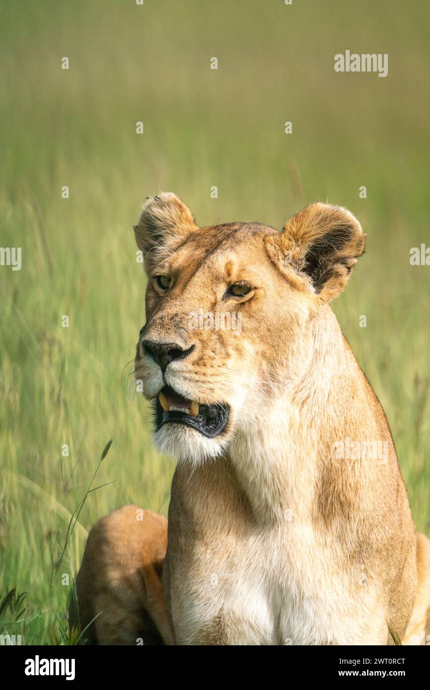 Lion in maasai mara africa hi-res stock photography and images - Alamy