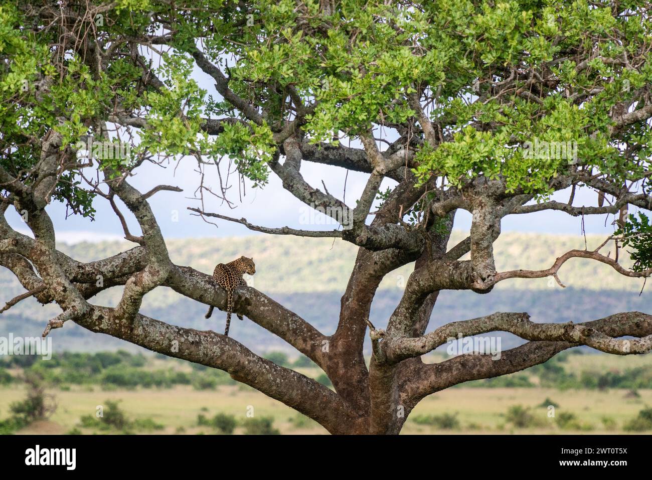 Leopard perched in a sausage tree in the Maasai Mara in Kenya Stock Photo
