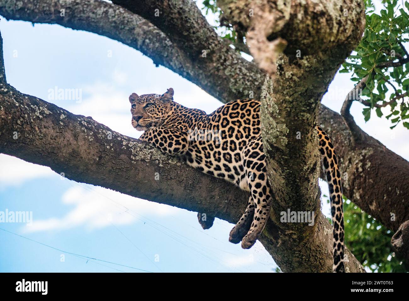 Pregnant leopard perched in a tree in the Maasai Mara in Kenya Stock Photo