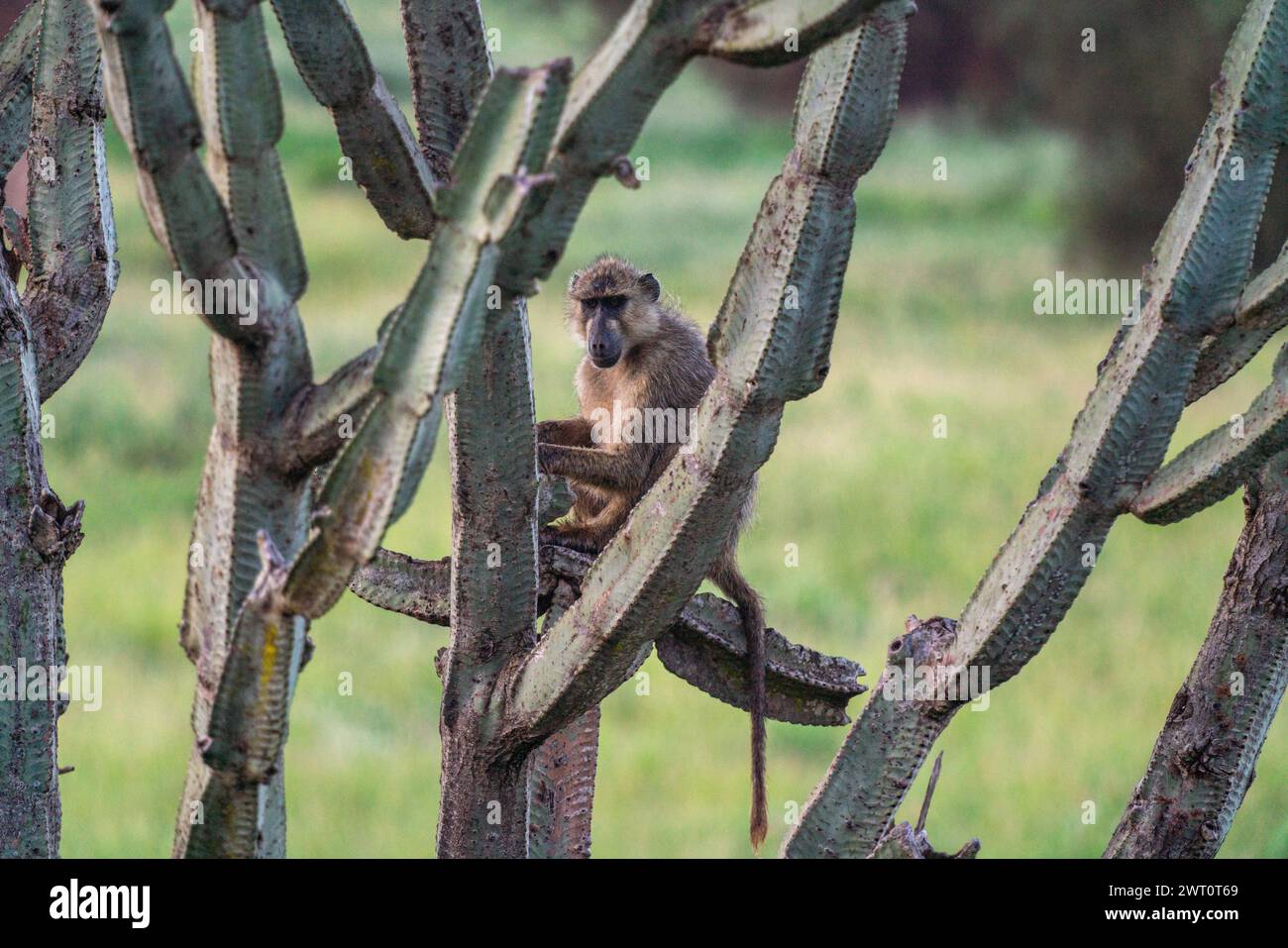 Baboon sitting in a candelabra tree in Tsavo West in Kenya. Stock Photo