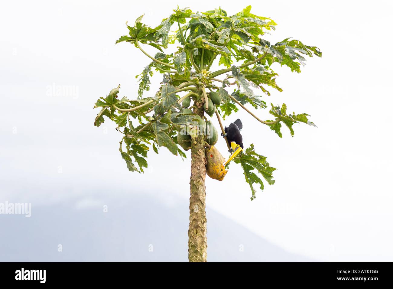 Toucan eating on La Fortuna papaya tree in Costa Rica Stock Photo