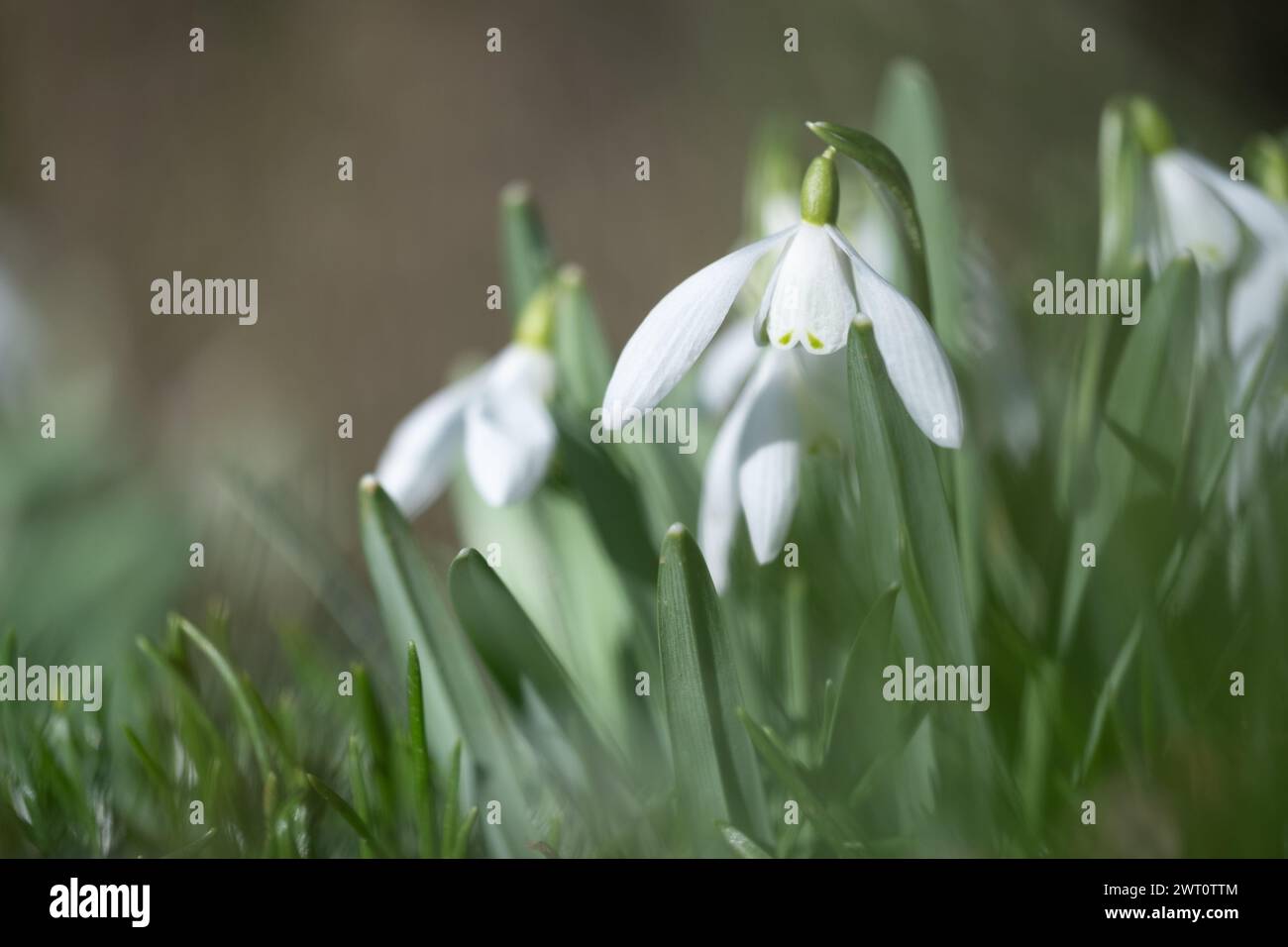 Delicate white snowdrop flowers in early spring garden. Stock Photo