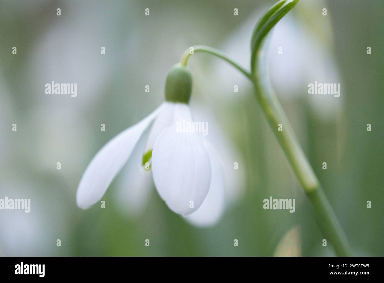 Delicate white snowdrop flowers in early spring garden. Stock Photo