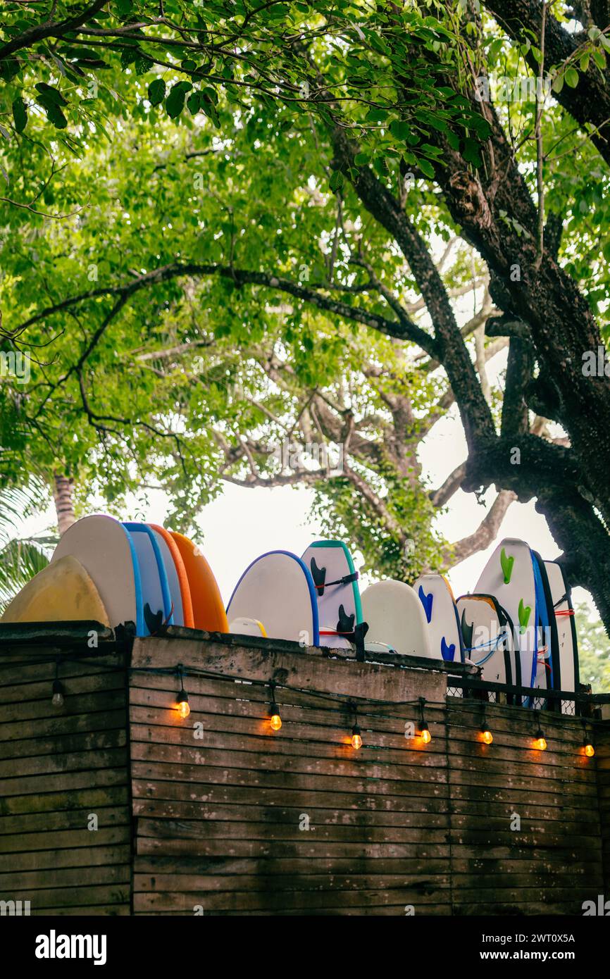 Colorful Surfboards Stored on Wooden Rack Under Leafy Tree Stock Photo