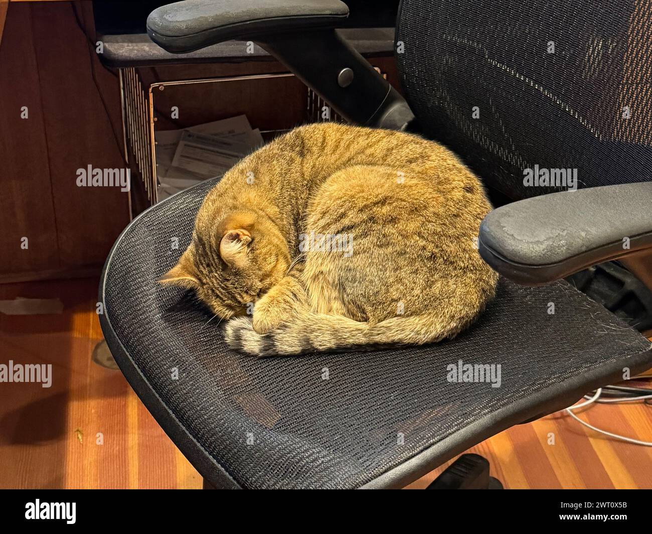 Office mascot cat in office chair Stock Photo