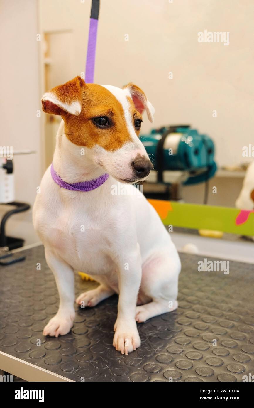 Jack Russell Terrier being groomed Stock Photo