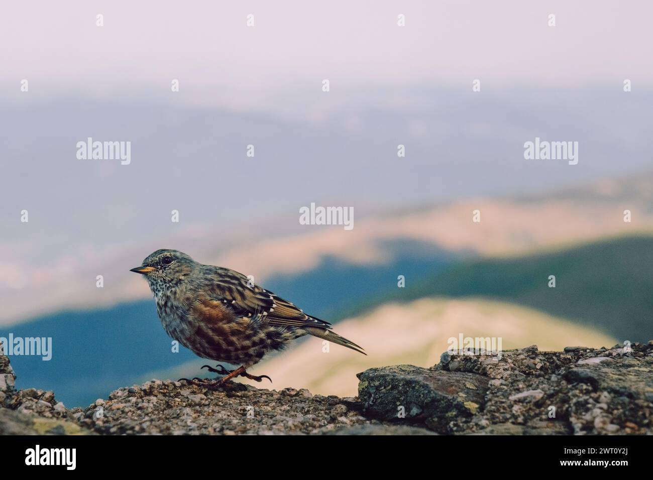 A bird at the highest peak of Karkonosze-Sniezka Stock Photo