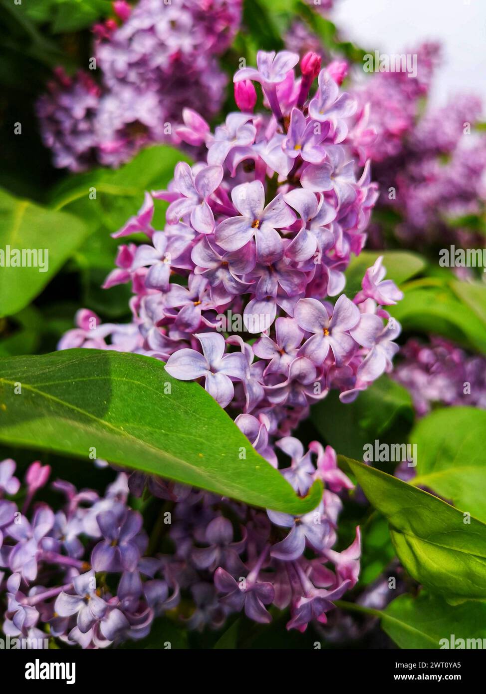 Lilacs Blooming in the Spring Stock Photo