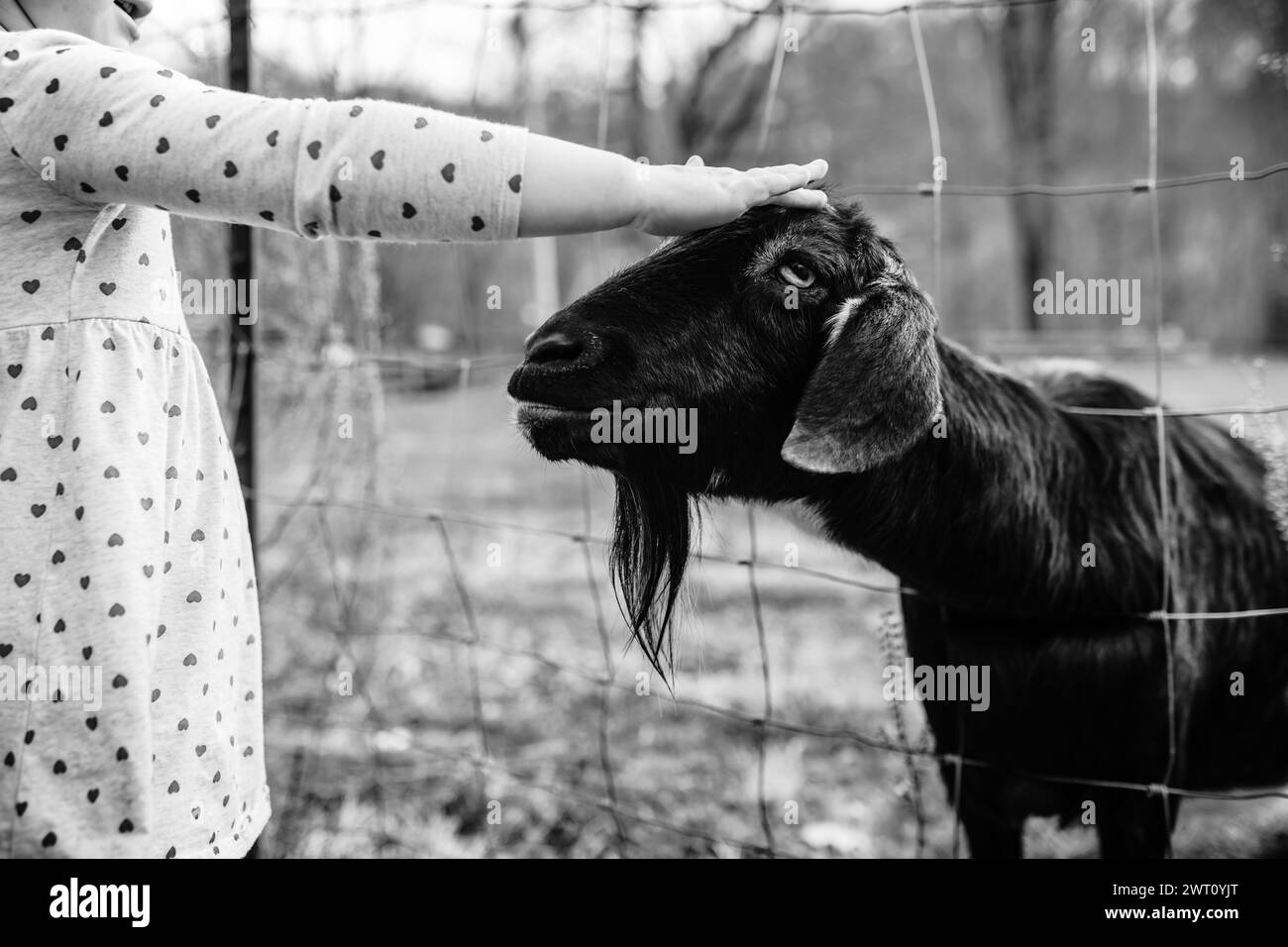 Girl petting Black and White Stock