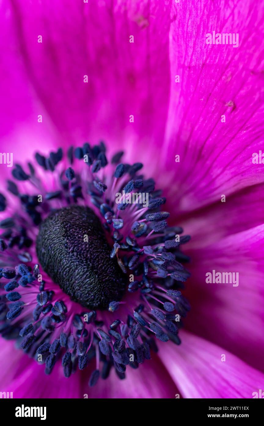 Macro photo of the center of a fuschia anemone Stock Photo