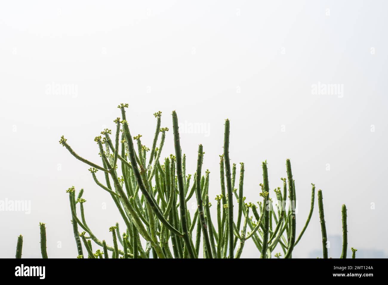 Green cactus plant on white blur background Stock Photo