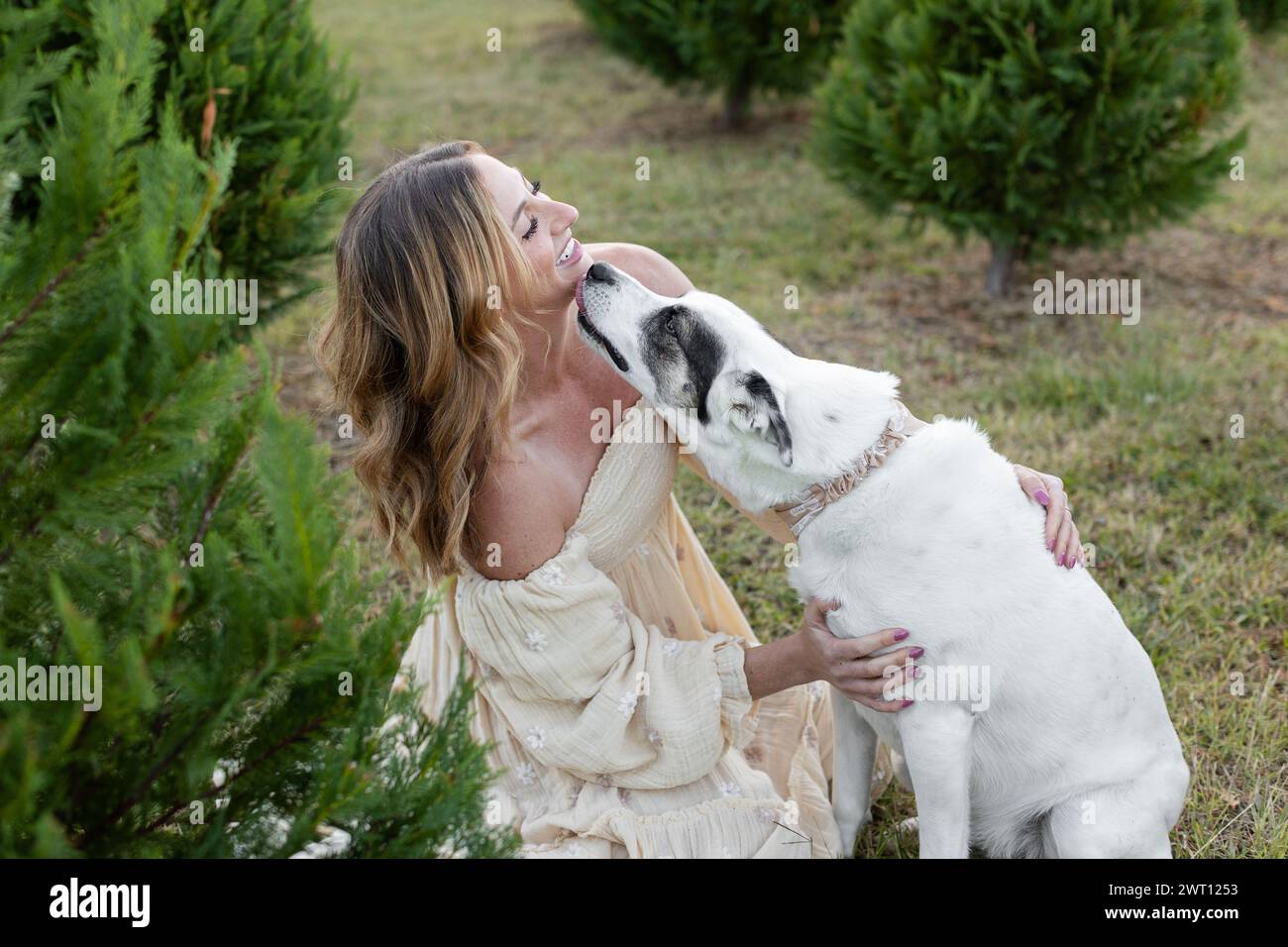 Heartfelt pet kiss in a vibrant Christmas tree farm Stock Photo