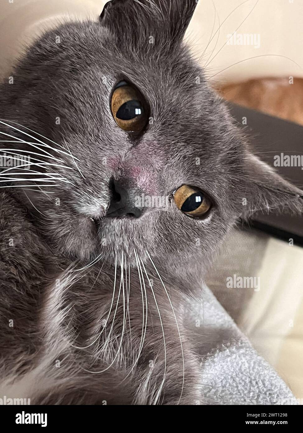 close up muzzle of grey Carthusian cat with bewildered expression Stock Photo