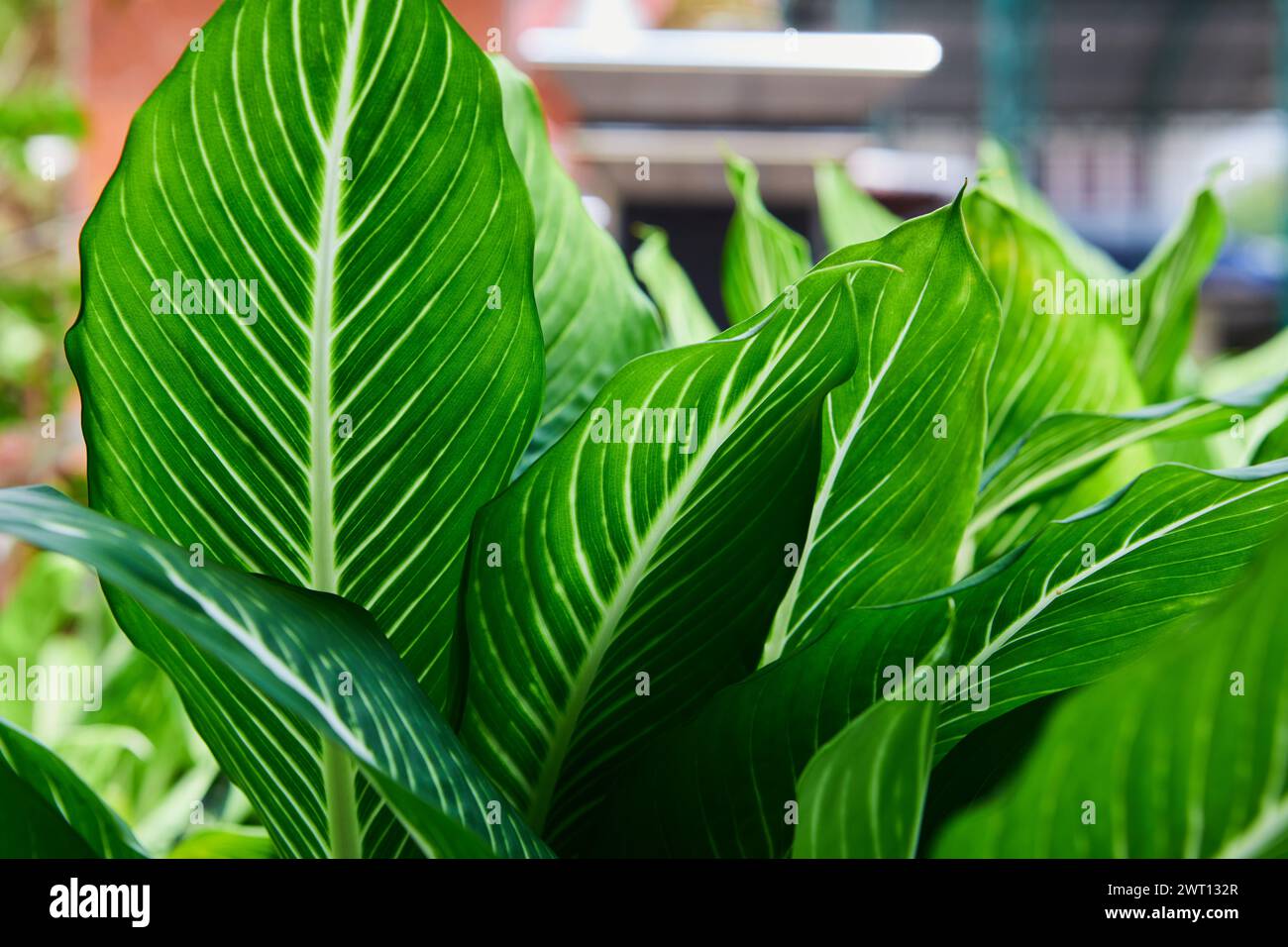 spike dracaena plant Dracaena "Spike" 4.5"