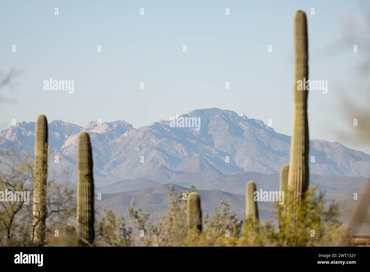 Stunning Tucson Mountainscape: A Majestic Blend of Cacti and Peaks Stock Photo