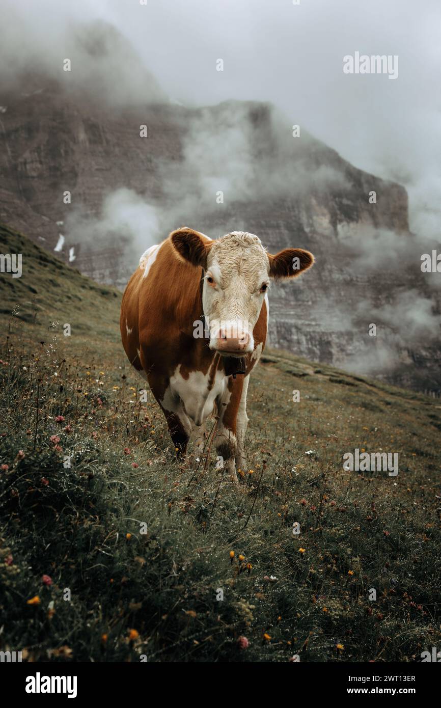 Alpine cow, Swiss cow, fog, Alps, Alpine meadows, brown cow, mountain Stock Photo