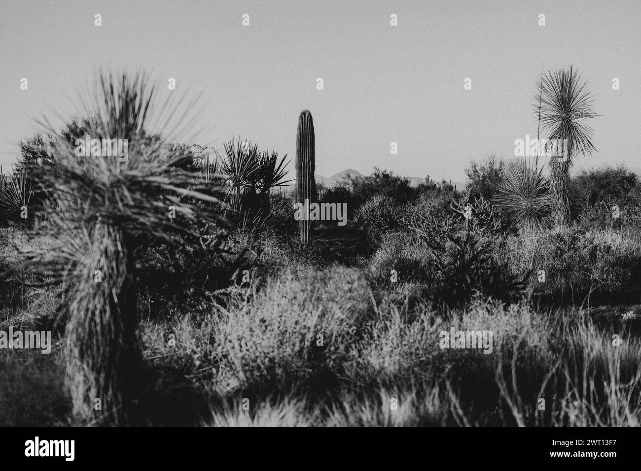 Cacti in the sun Black and White Stock Photos & Images - Alamy