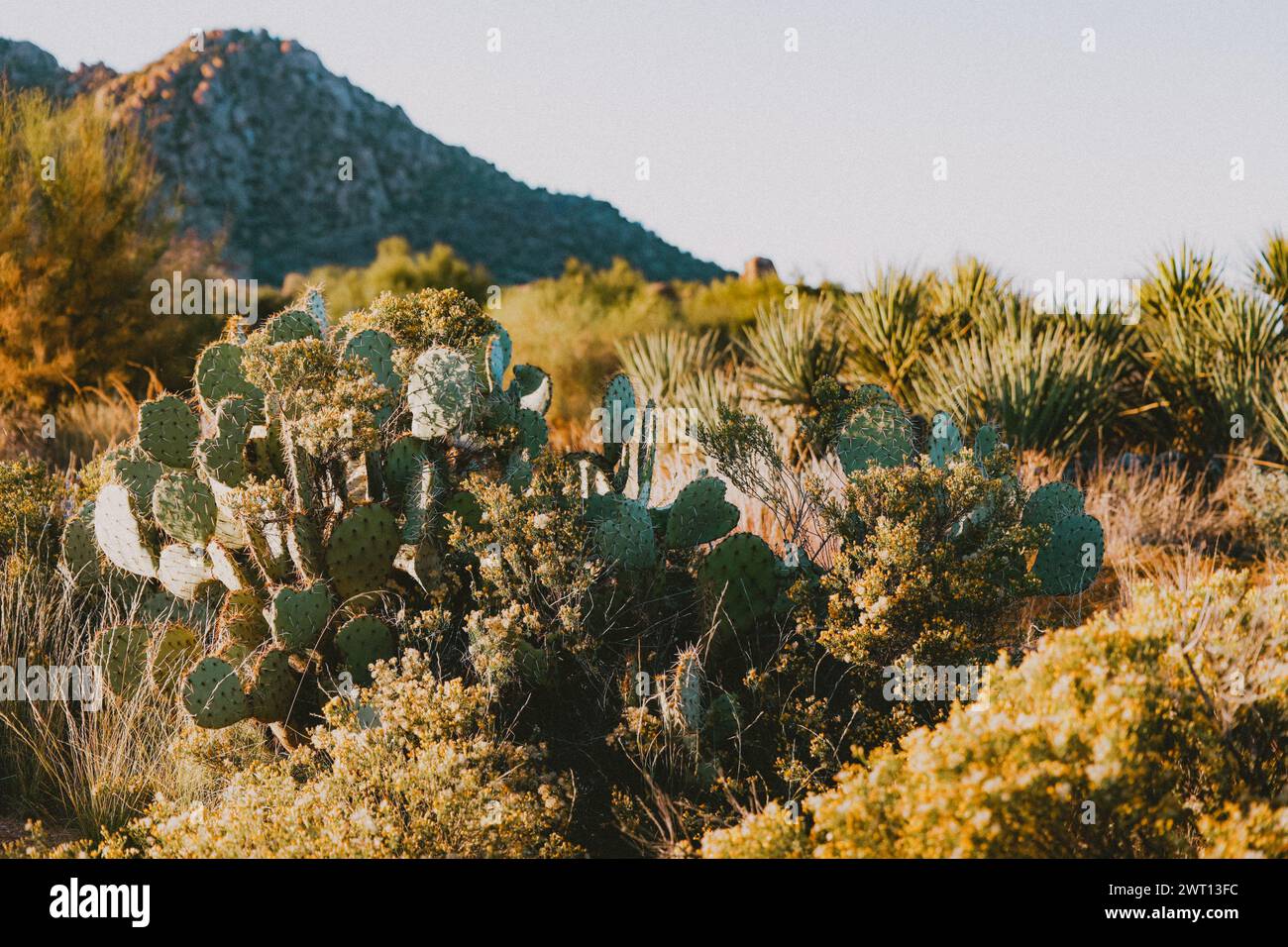 Cactus in the Arizona Desert Stock Photo - Alamy