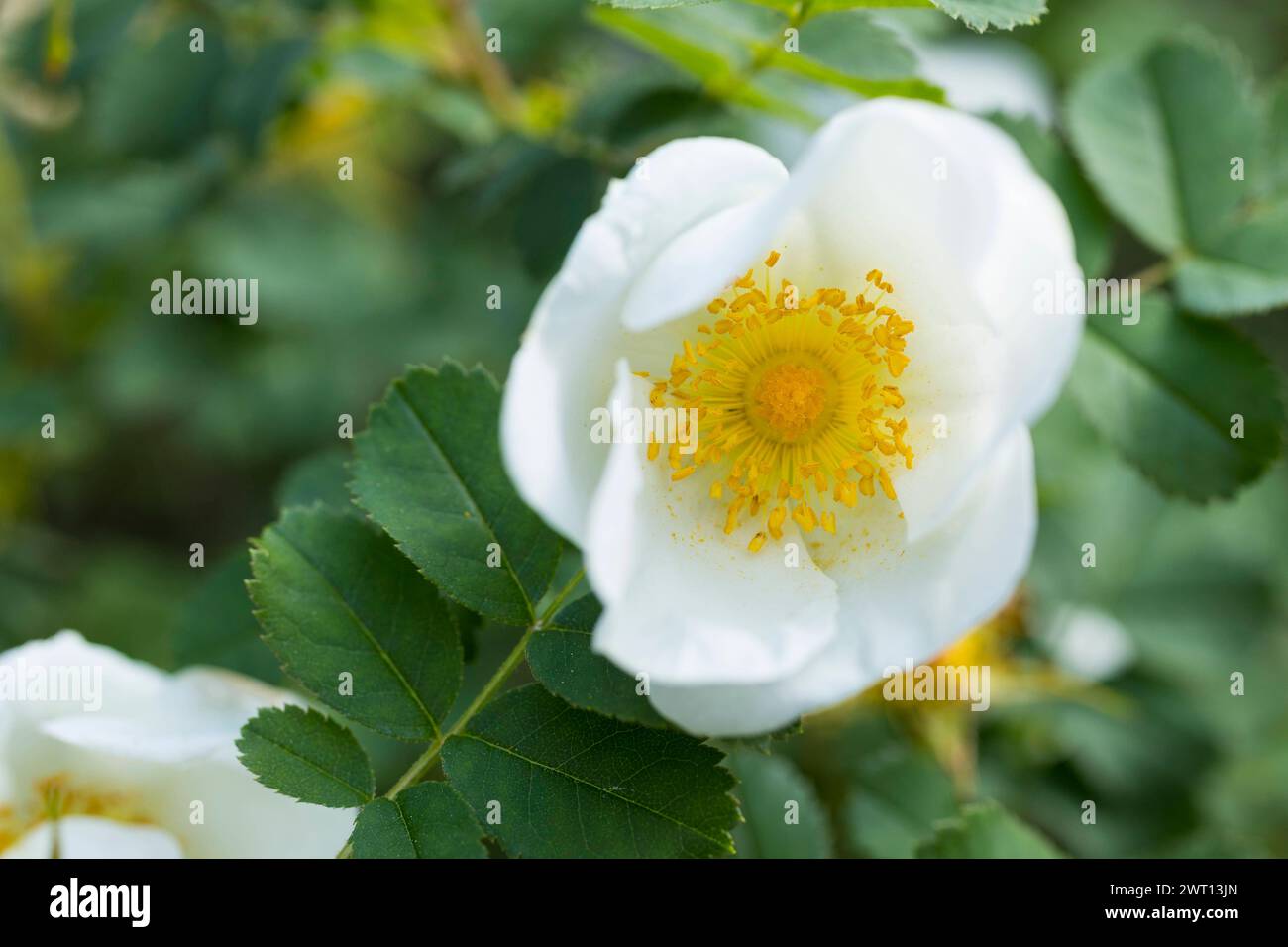 Glänzende Hunds-Rose Rosa Canina - Wildrose Pflanze 15-20cm Winterhart Für Garten